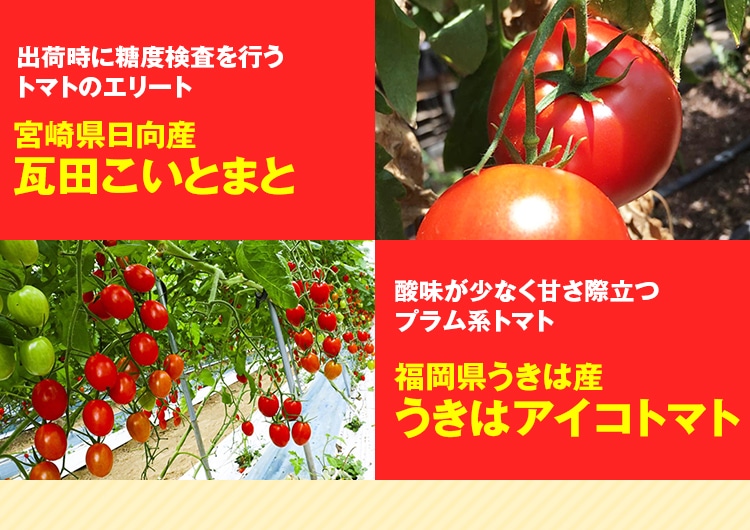 宮崎県日向産瓦田こいとまと 福岡県うきは産うきはアイコトマト