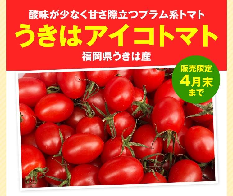 酸味が少なく甘さ際立つプラム系トマト うきはアイコトマト